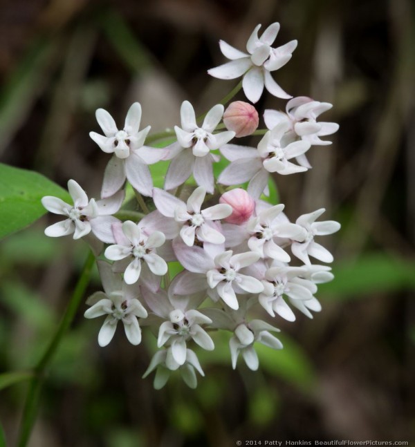 Fourleaf Milkweed © 2014 Patty Hankins