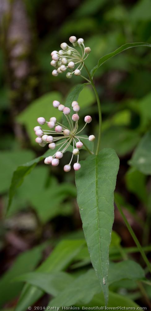 Fourleaf Milkweed © 2014 Patty Hankins