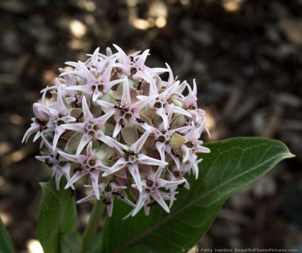 Showy Milkweed © 2014 Patty Hankins