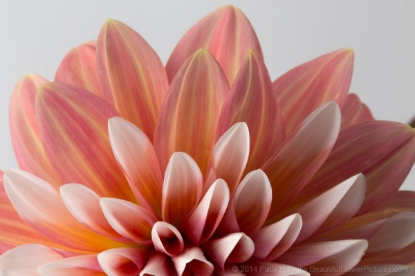 Peach and White Dahlia © 2014 Patty Hankins