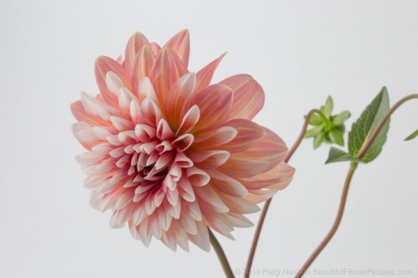 Peach and White Dahlia © 2014 Patty Hankins