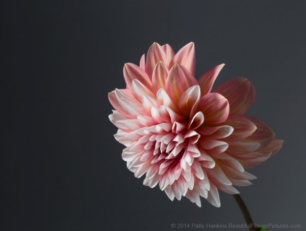 Peach and White Dahlia © 2014 Patty Hankins