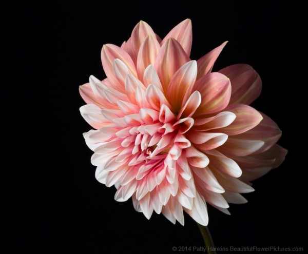 Peach and White Dahlia © 2014 Patty Hankins