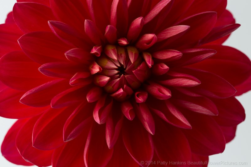 Red Dahlia © 2014 Patty Hankins