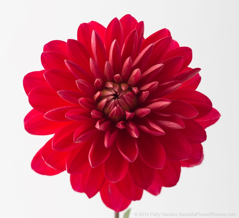 Red Dahlia © 2014 Patty Hankins