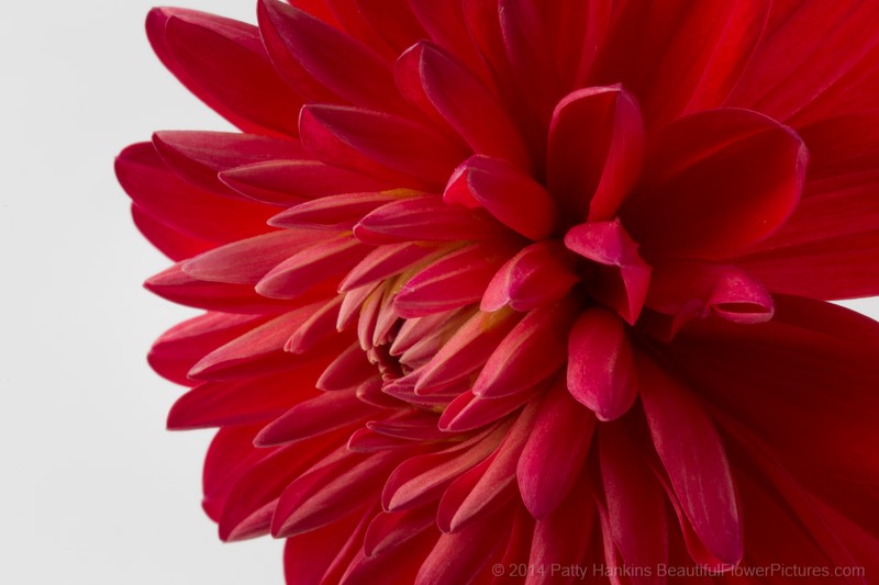 Red Dahlia © 2014 Patty Hankins