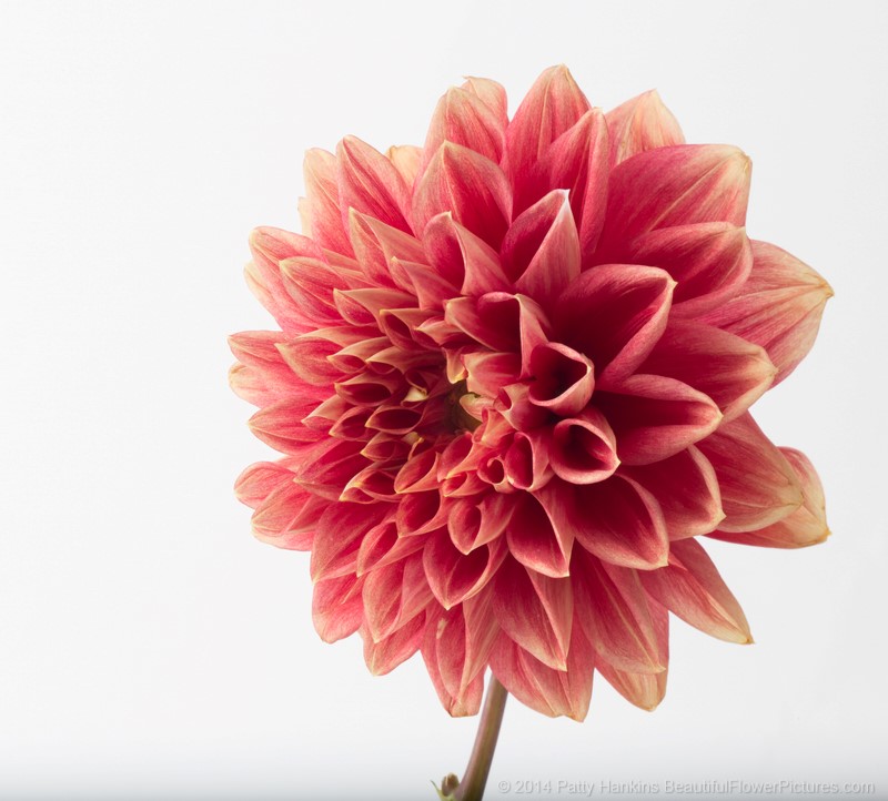 Red & Yellow Dahlia © 2014 Patty Hankins