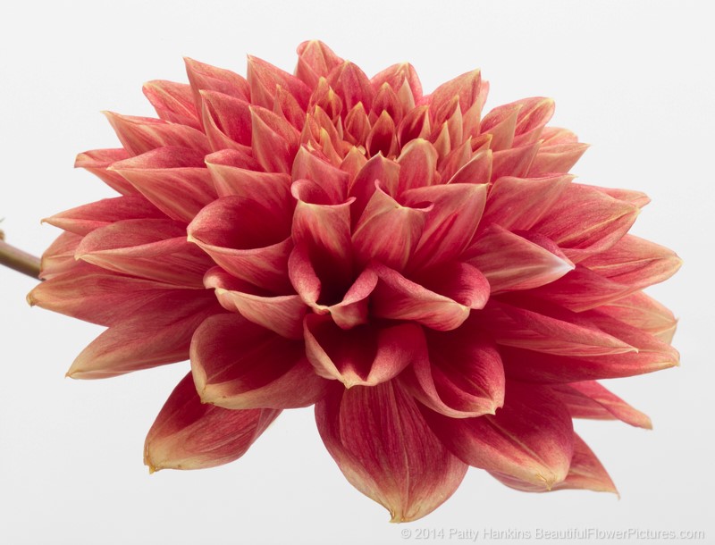 Red & Yellow Dahlia © 2014 Patty Hankins