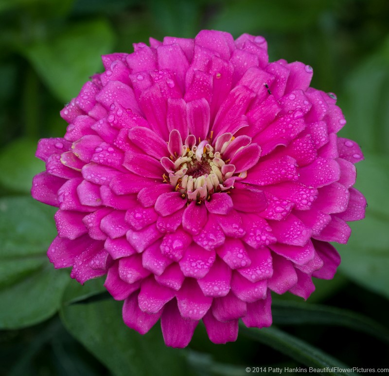 Pink Zinnia © 2014 Patty Hankins