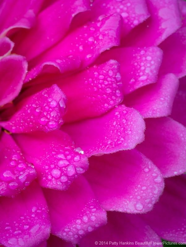 Pink Zinnia Petals © 2014 Patty Hankins