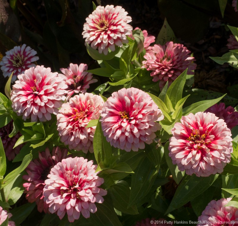 Swizzle Cherry & Ivory Zinnia © 2014 Patty Hankins