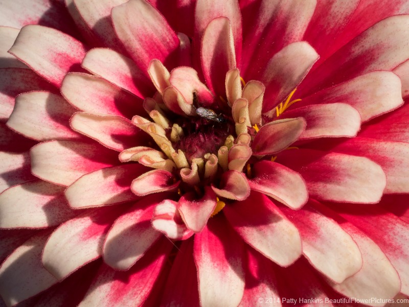 Swizzle Cherry & Ivory Zinnia © 2014 Patty Hankins