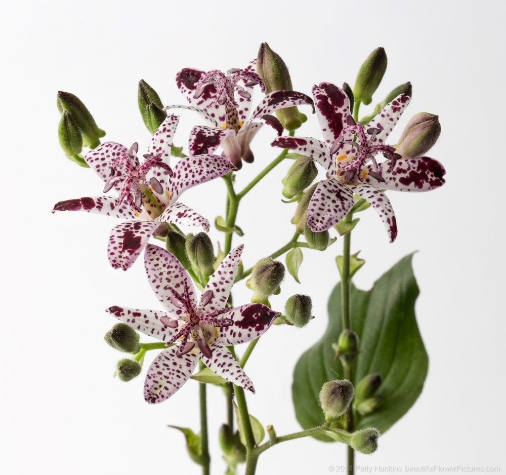 Toad Lily © 2014 Patty Hankins