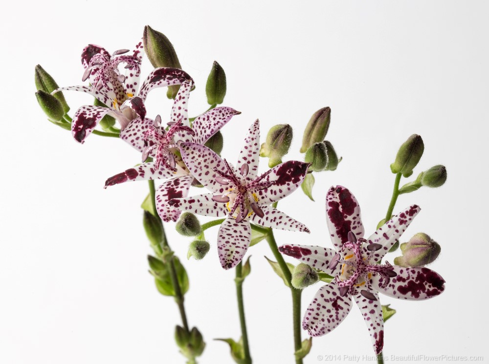 Toad Lily © 2014 Patty Hankins