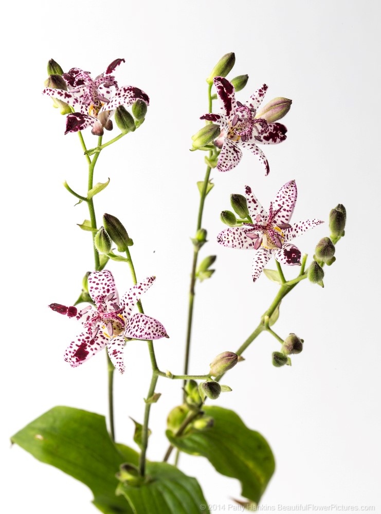 Toad Lily © 2014 Patty Hankins