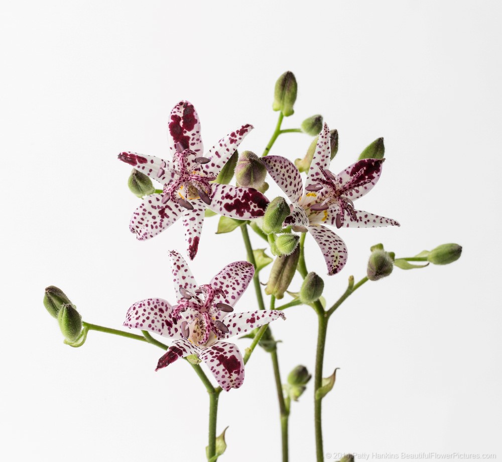 Toad Lily © 2014 Patty Hankins