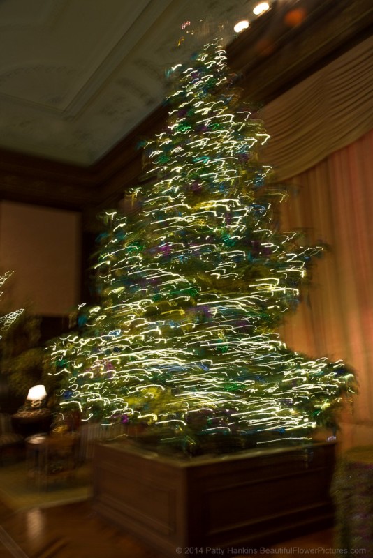 Music Room Tree in Motion - Longwood Gardens © 2014 Patty Hankins