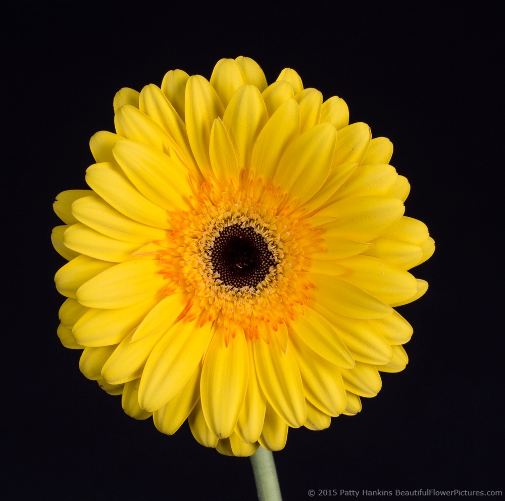 Zodiac Gerbera Daisy © 2015 Patty Hankins