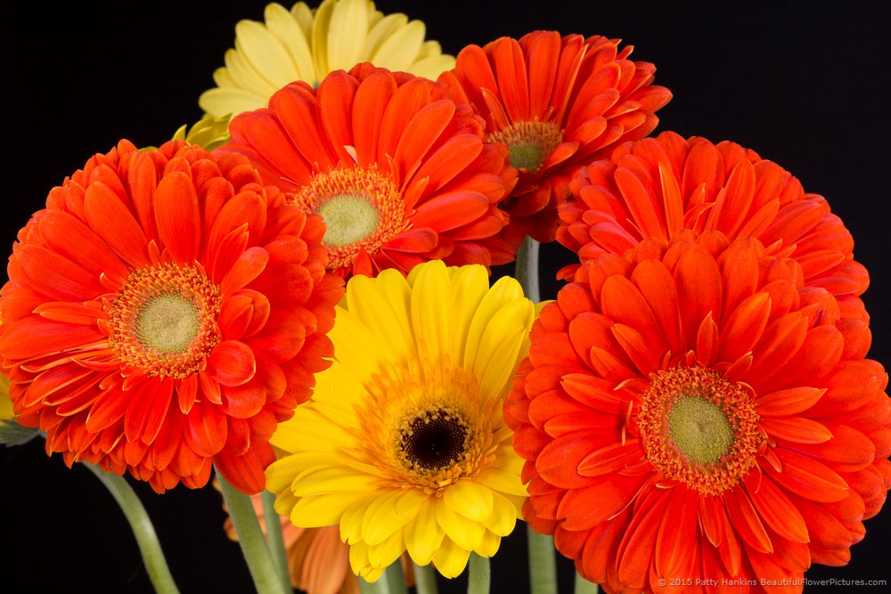 Fusion and Zodiac Gerbera Daisies © 2015 Patty Hankins