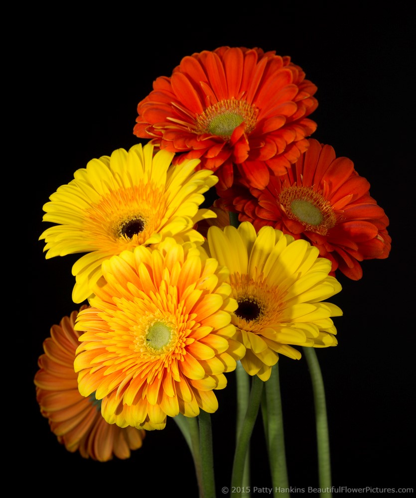 Fusion and Zodiac Gerbera Daisies © 2015 Patty Hankins