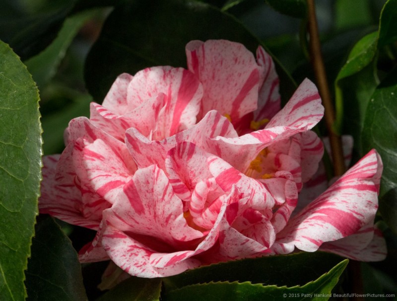 When Do Camellias Bloom In Alabama - Camellia Sasanqua Red