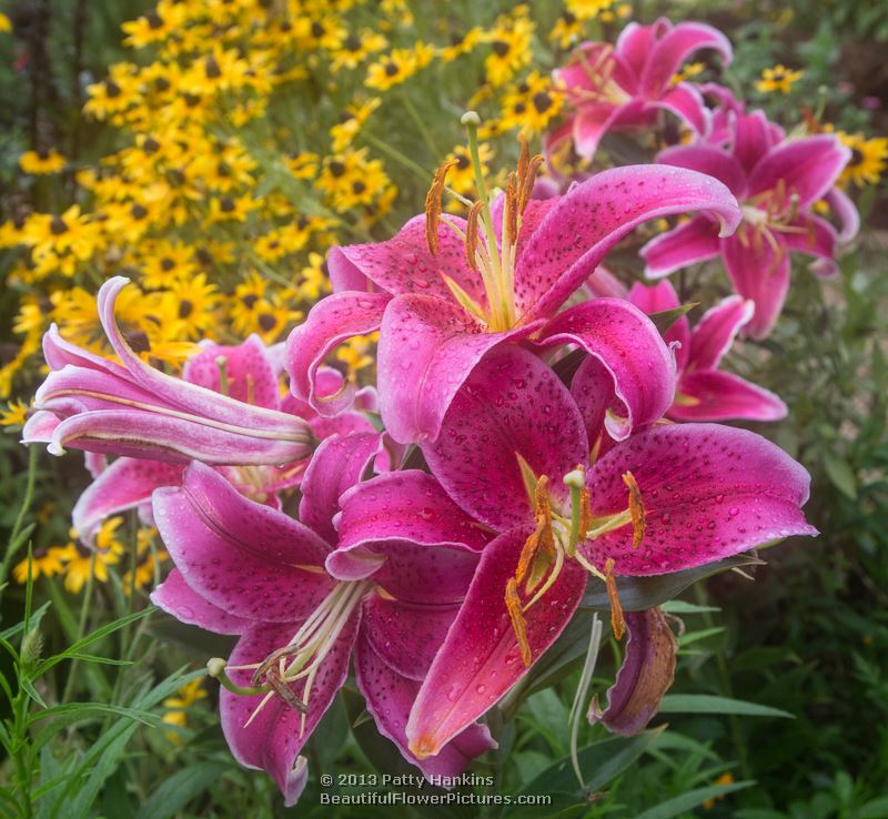 Pink Lilies with Black Eyed Susans © 2013 Patty Hankins