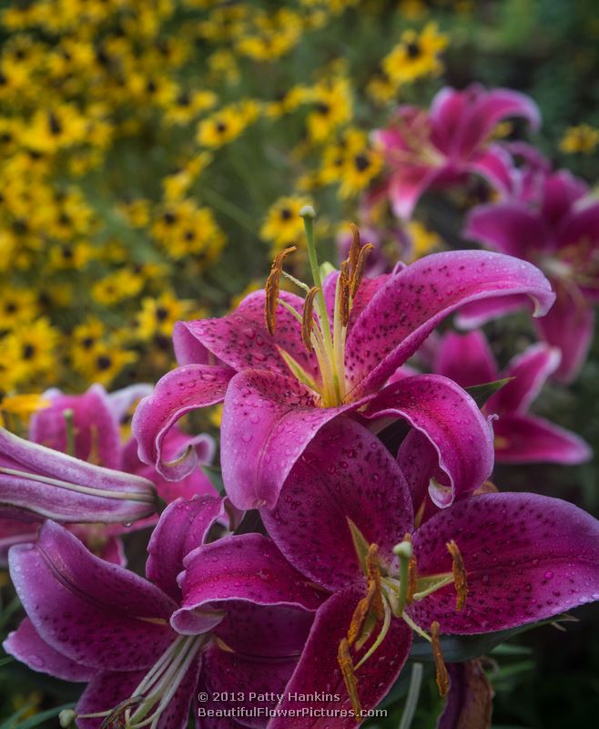 Pink Lilies with Black Eyed Susans © 2013 Patty Hankins