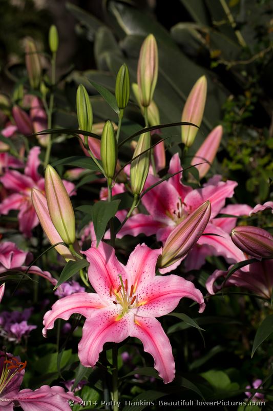 Lodi Lilies © 2014 Patty Hankins