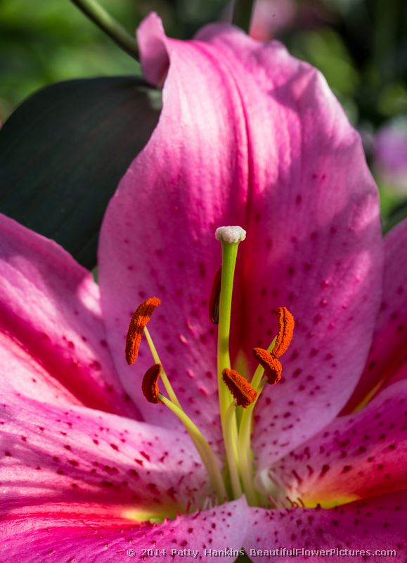 Lodi Lily © 2014 Patty Hankins