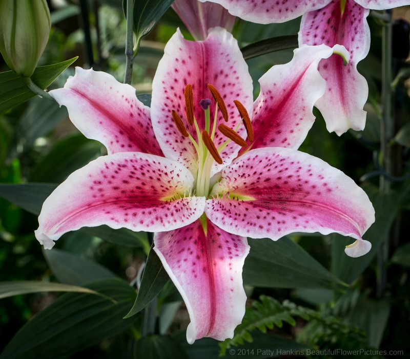 Star Gazer Lily © 2014 Patty Hankins 