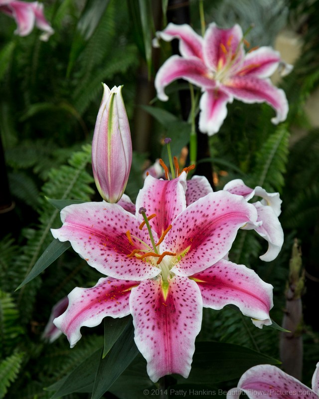 Star Gazer Lilies © 2014 Patty Hankins 