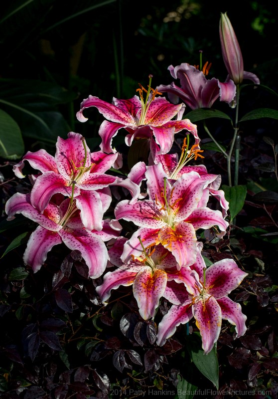 Star Gazer Lilies © 2014 Patty Hankins 