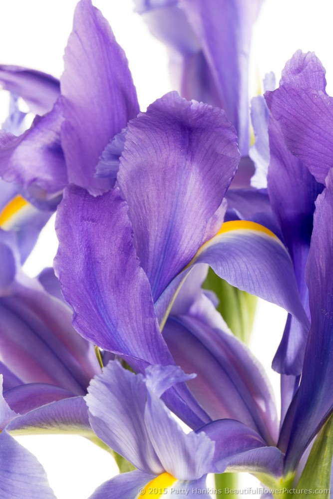 Iris Petals © 2015 Patty Hankins