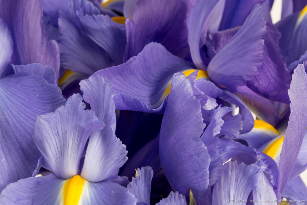 Lots of Irises © 2015 Patty Hankins