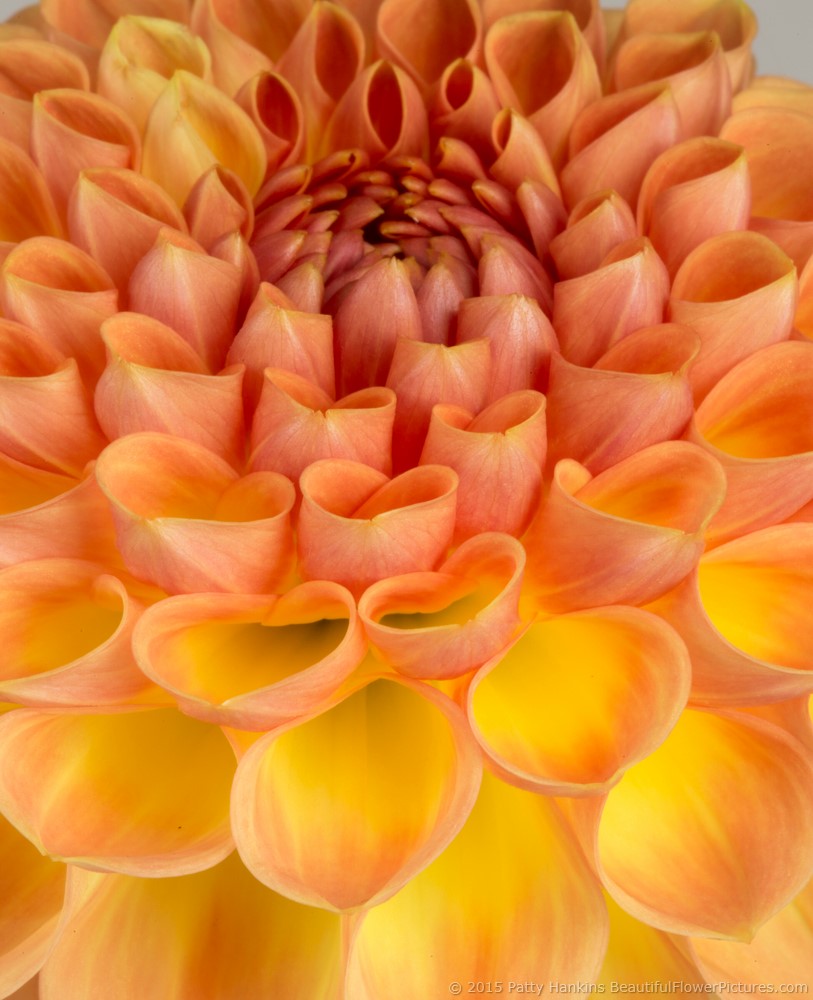 Dahlias in the Studio | Beautiful Flower Pictures Blog