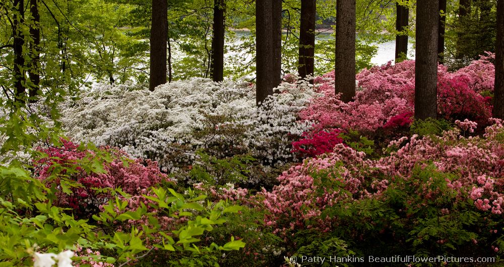 Azaleas in the Woods