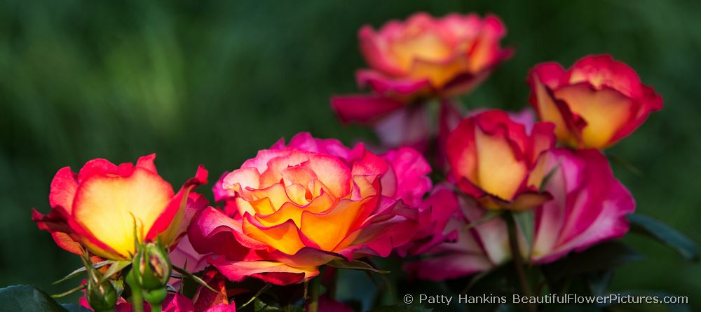 Rainbow Sorbet Roses