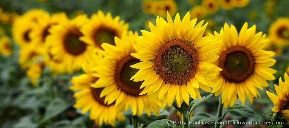 bfp_sunflower_row