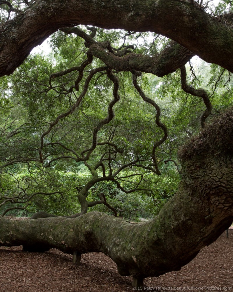 Angel Oak Tree, Johns Island, SC © 2015 Patty Hankins