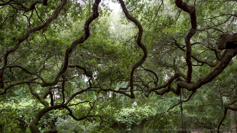 Angel Oak Tree, Johns Island, SC © 2015 Patty Hankins