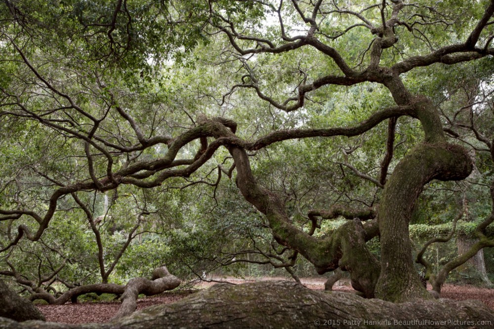 Angel Oak Tree, Johns Island, SC © 2015 Patty Hankins