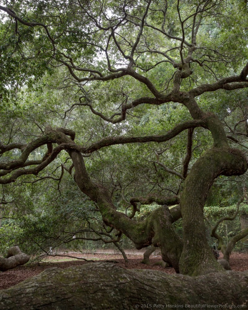 Angel Oak Tree, Johns Island, SC © 2015 Patty Hankins