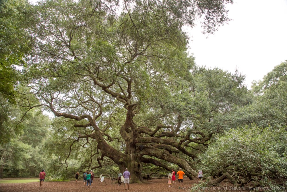 Angel Oak Tree, Johns Island, SC © 2015 Patty Hankins