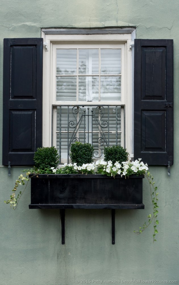 Window Box in Charleston, SC © 2015 Patty Hankins