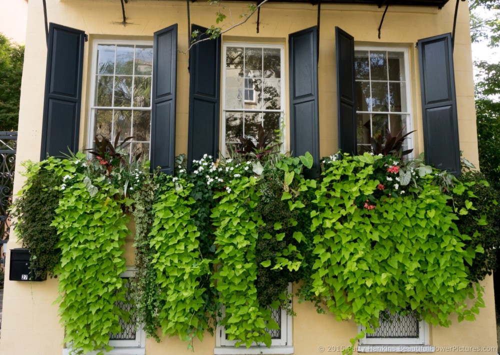 Window Box in Charleston, SC © 2015 Patty Hankins