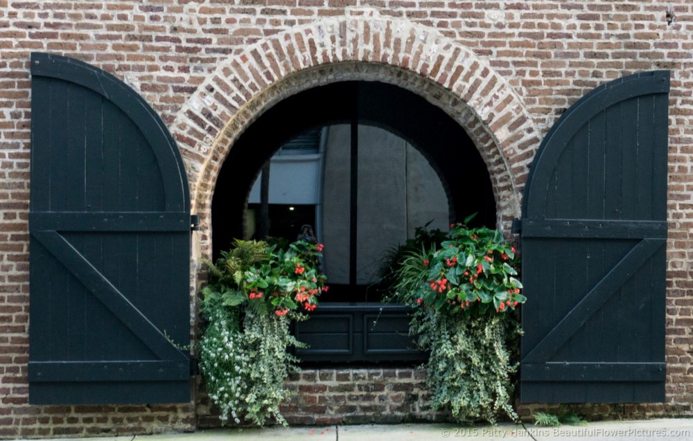 Window Box in Charleston, SC © 2015 Patty Hankins