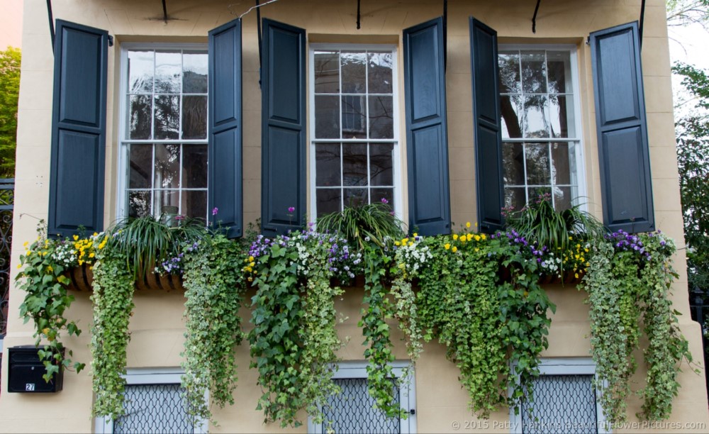 Window Box in Charleston, SC © 2015 Patty Hankins