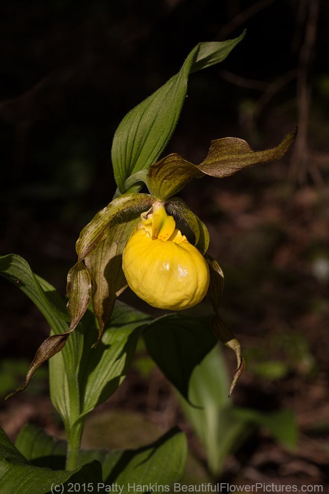 Yellow Lady's Slipper - cypripedium parviflorum © 2015 Patty Hankins