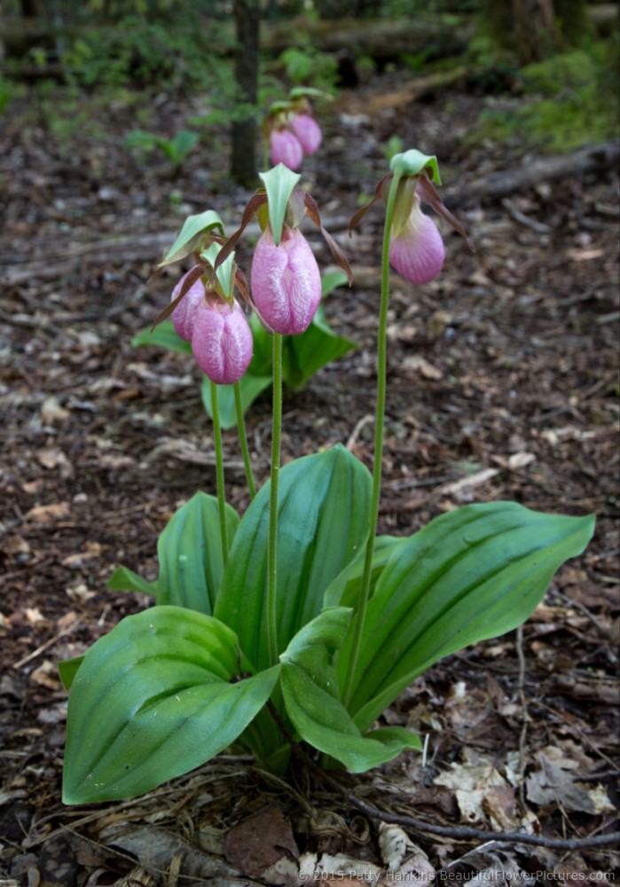 Pink Lady's Slippers - cypripedium acaule © 2015 Patty Hankins