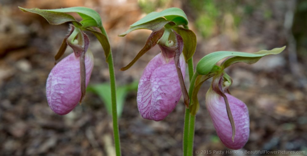 Pink Lady's Slippers - cypripedium acaule © 2015 Patty Hankins